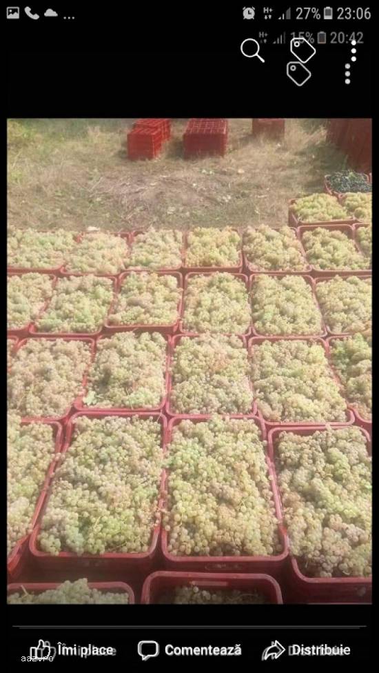 Vand struguri de vin alb si negru