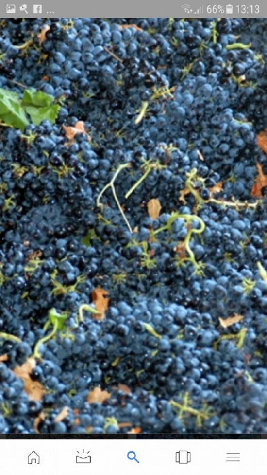 Vand struguri de vin alb si negru