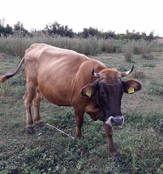 Vand vaci de lapte si vițel de  5 luni