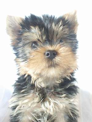 catelusi  YORKSHIRE TERRIER de vanzare