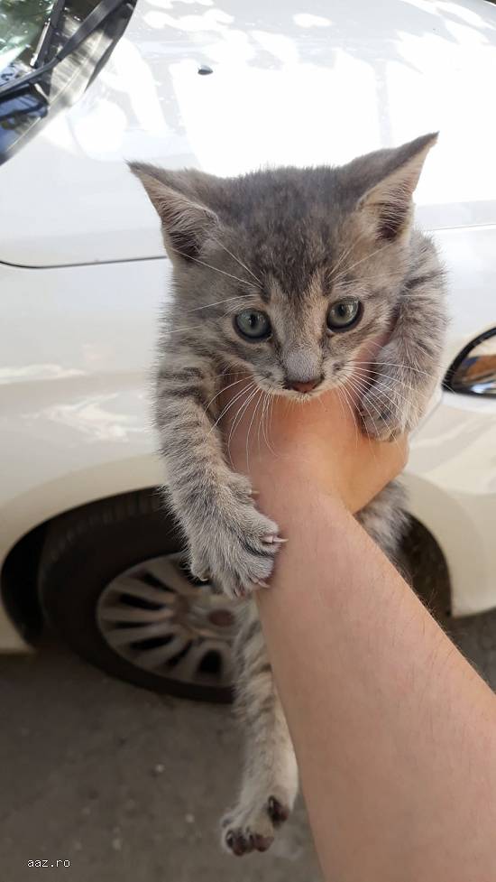 Pisicuțe spre adopție 2 luni