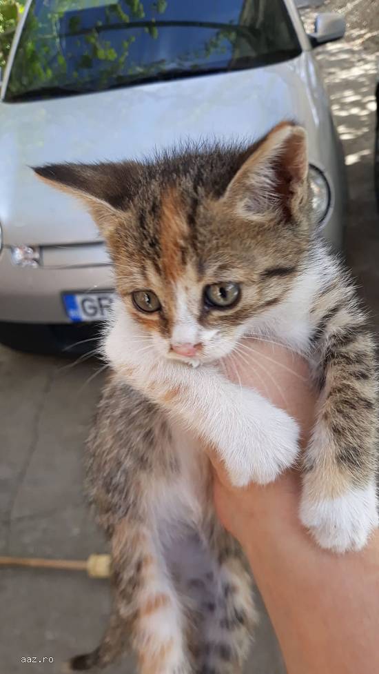 Pisicuțe spre adopție 2 luni