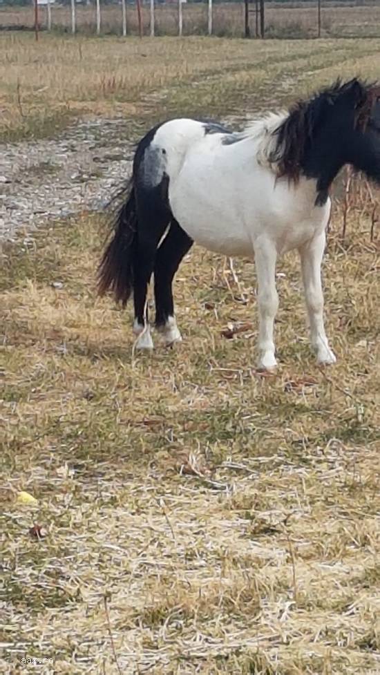 vand 2 ponei,  o femela si un mascul,  