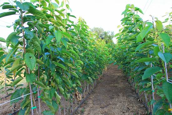 Pepiniera Cristea produce pomi fructiferi și tuya Chiparos Leyland
