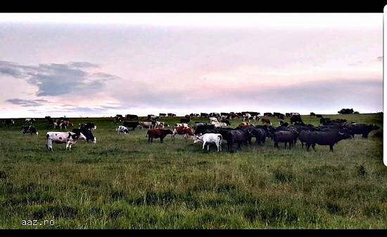 Angajam ingrijitori animale Ferma Sibiu