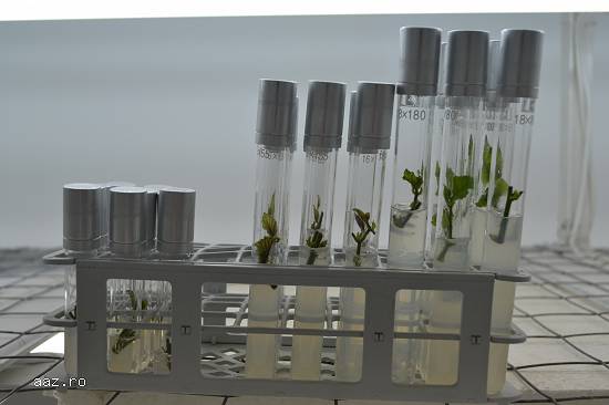 Infiintam Plantatii Pomicole! Furnizam Plantele Dumneavoastra de Alun!