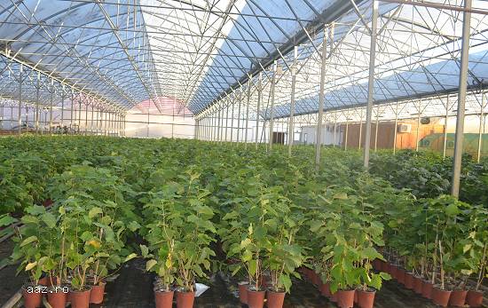 Infiintam Plantatii Pomicole! Furnizam Plantele Dumneavoastra de Alun!