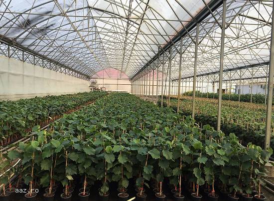 Infiintam Plantatii Pomicole! Furnizam Plantele Dumneavoastra de Alun!
