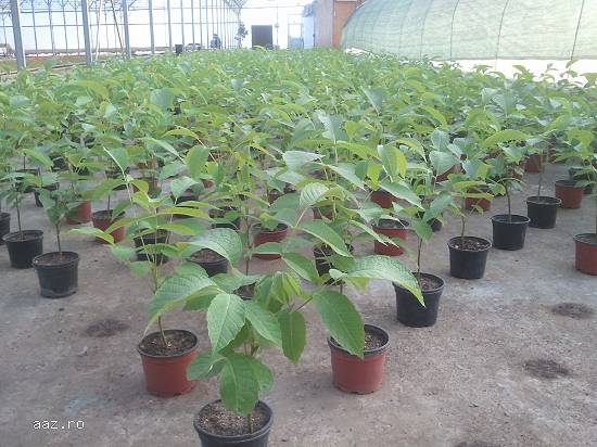Plante de nuc
