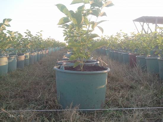 Plante de nuc