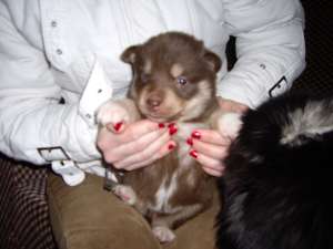 Vand Pui Husky Siberian