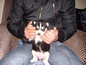 Vand Pui Husky Siberian