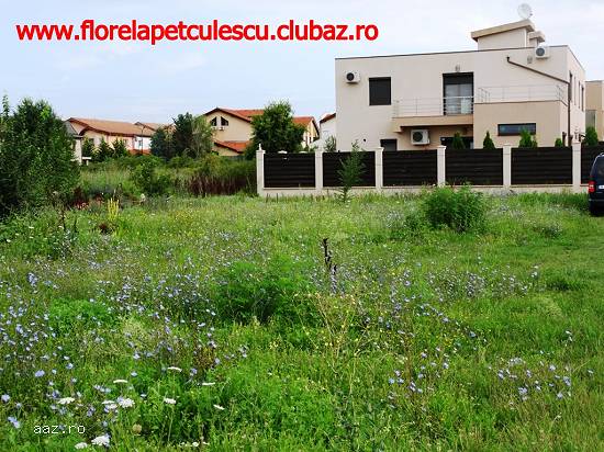 Pipera - Vanzare teren