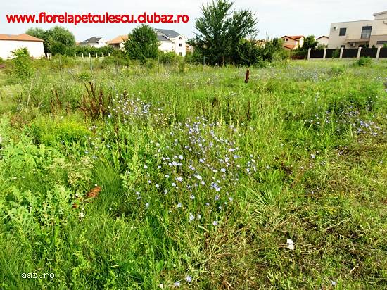 Pipera - Vanzare teren