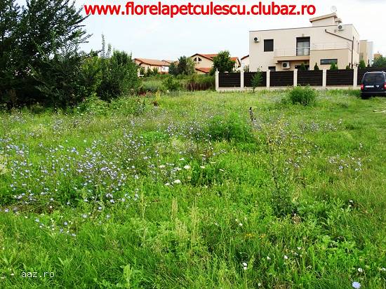 Pipera - Vanzare teren