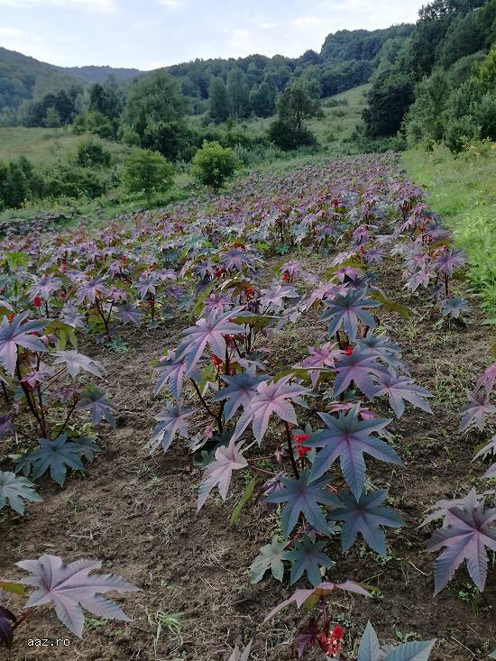 Seminte ricin rosu si verde pentru gradini exotice si protejate natural