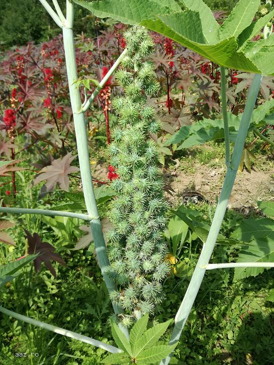 Seminte ricin rosu si verde pentru gradini exotice si protejate natural
