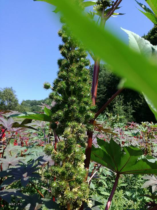 Seminte ricin rosu si verde pentru gradini exotice si protejate natural