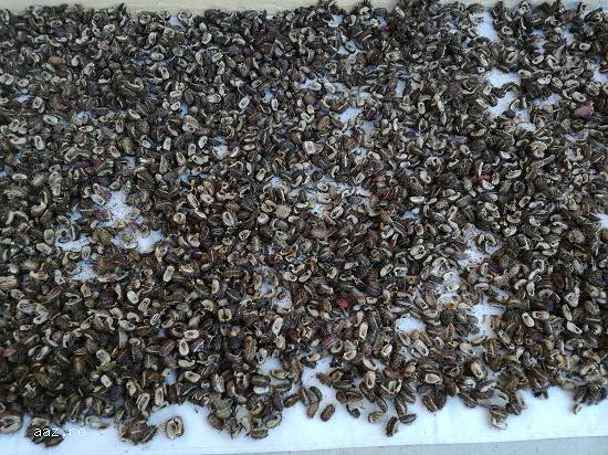 Seminte ricin rosu si verde pentru gradini exotice si protejate natural