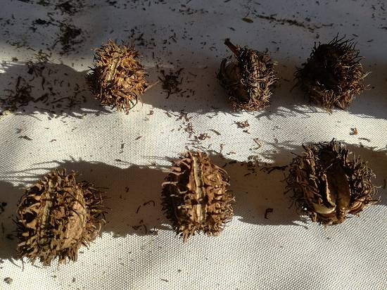 Seminte ricin rosu si verde pentru gradini exotice si protejate natural