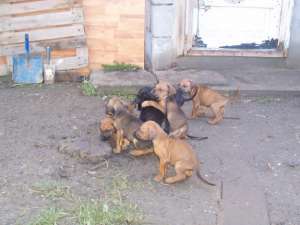 dau spre adoptie doberman