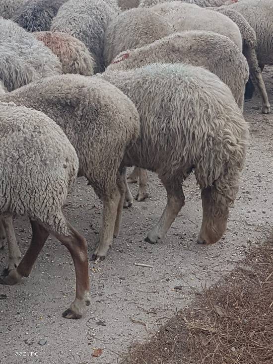 Vand 30 oi karakule brumarii si negre cu 2 berbeci maturi