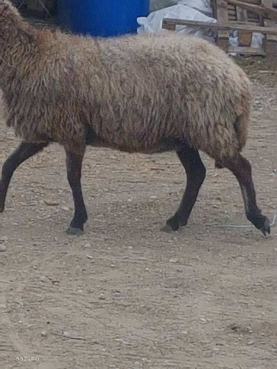 Vand 30 oi karakule brumarii si negre cu 2 berbeci maturi