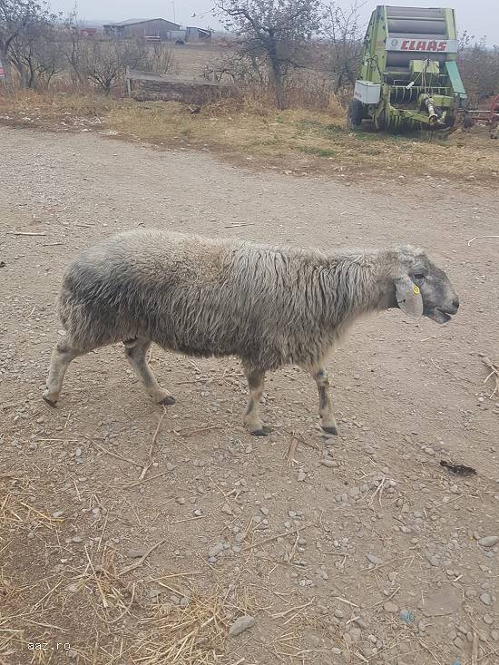 Vand 30 oi karakule brumarii si negre cu 2 berbeci maturi