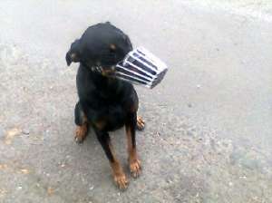 dau spre adoptie doberman