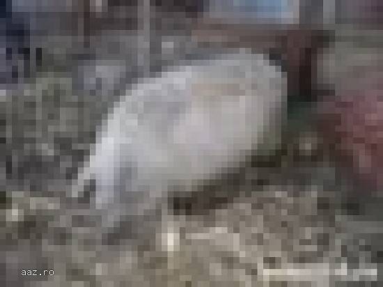 Mangalita,    porc de Craciun
