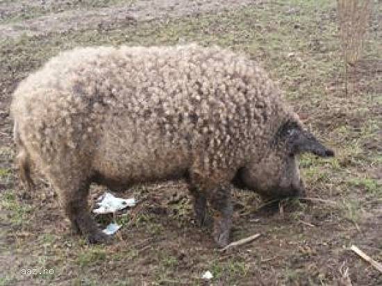 Mangalita,    porc de Craciun