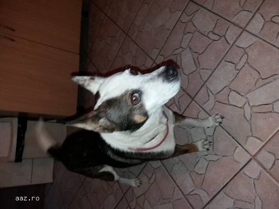 Ofer catelușa spre adopție