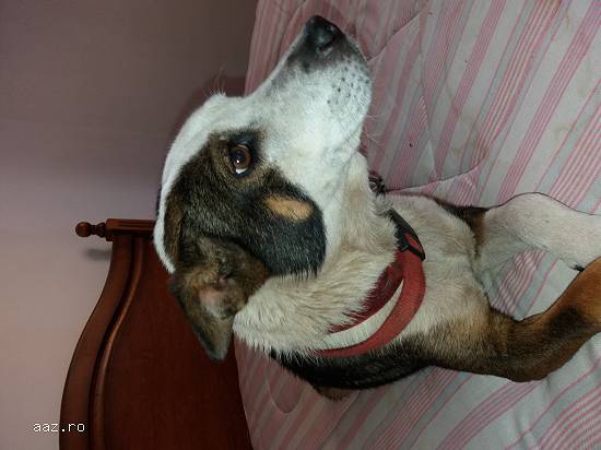 Ofer catelușa spre adopție