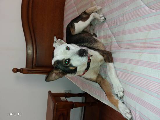 Ofer catelușa spre adopție