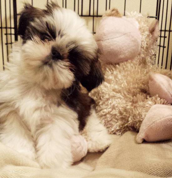 Shih-tzu catelus mia feminin