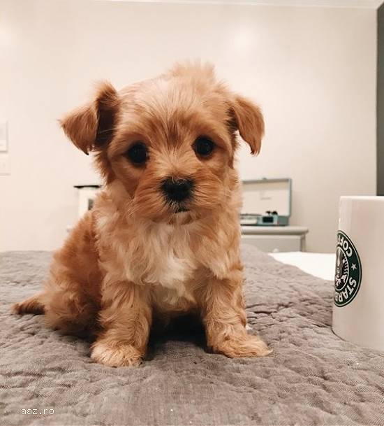 Mia este un drăguț,   dar drăguț MaltiPoo.