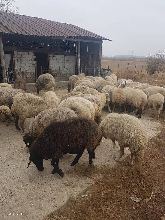 Vand 30 oi karakule brumarii si negre cu 2 berbeci maturi.