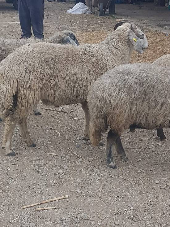 Vand 30 oi karakule brumarii si negre cu 2 berbeci maturi.