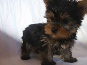 VIND CATELUSI YORKSHIRE TERRIER