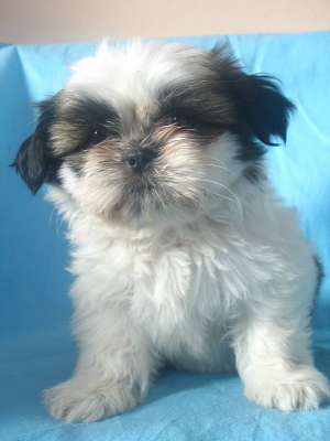vind catelusi deosebiti shih-tzu