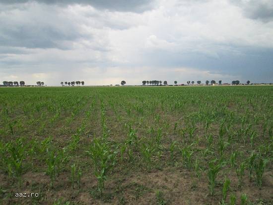 Teren agricol 5,  000 mp in Clinceni,   Ilfov