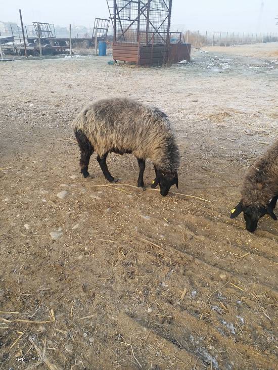 Vand 30 oi karakule brumarii si negre cu 2 berbeci