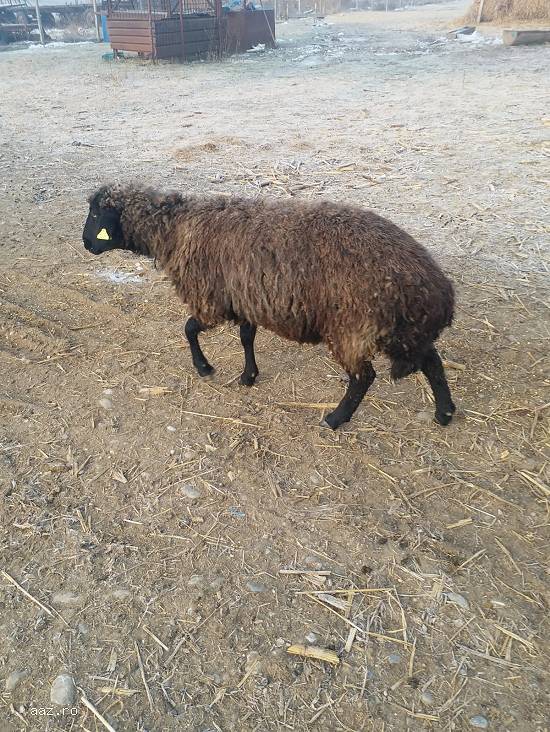 Vand 30 oi karakule brumarii si negre cu 2 berbeci