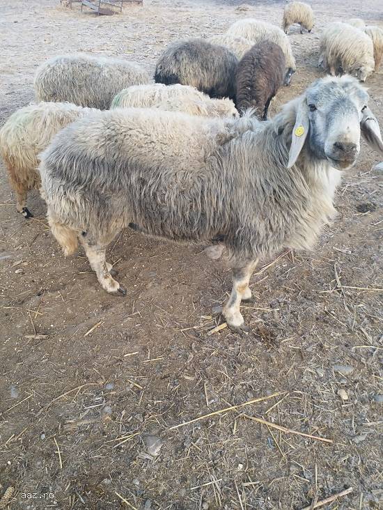 Vand 30 oi karakule brumarii si negre cu 2 berbeci