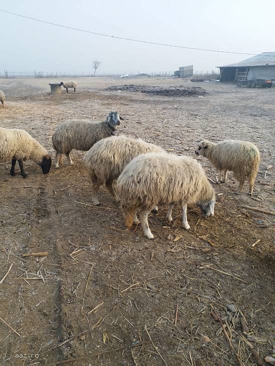 Vand 30 oi karakule brumarii si negre cu 2 berbeci