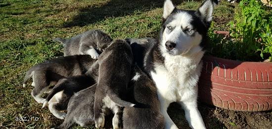 Pui Husky - cel mai frumos cadou de Crăciun