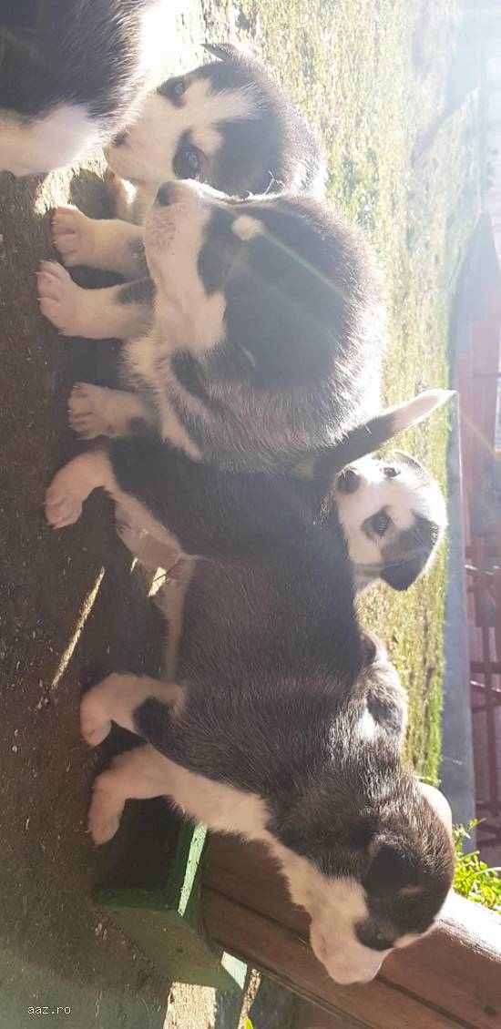 Pui Husky - cel mai frumos cadou de Crăciun