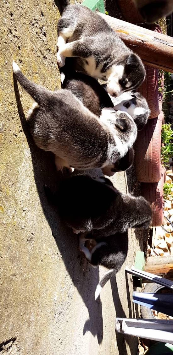 Pui Husky - cel mai frumos cadou de Crăciun