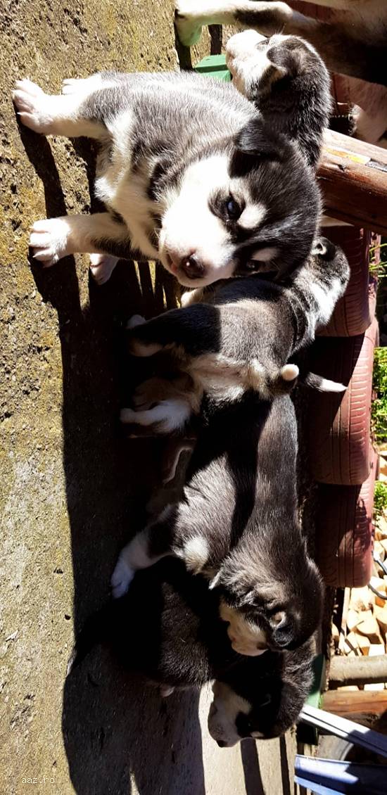 Pui Husky - cel mai frumos cadou de Crăciun