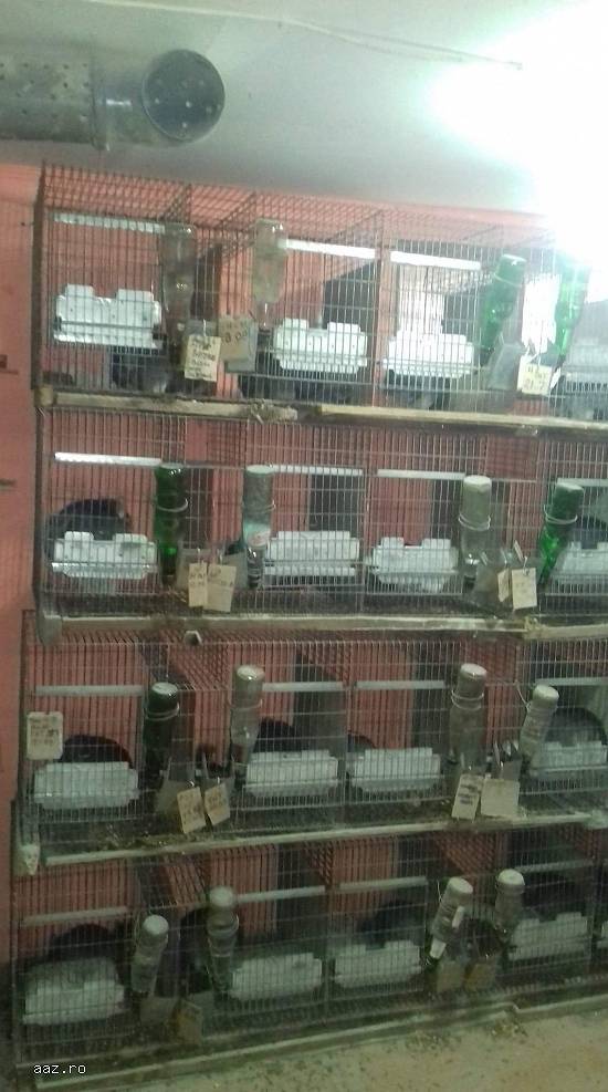 Vand familii chinchilla